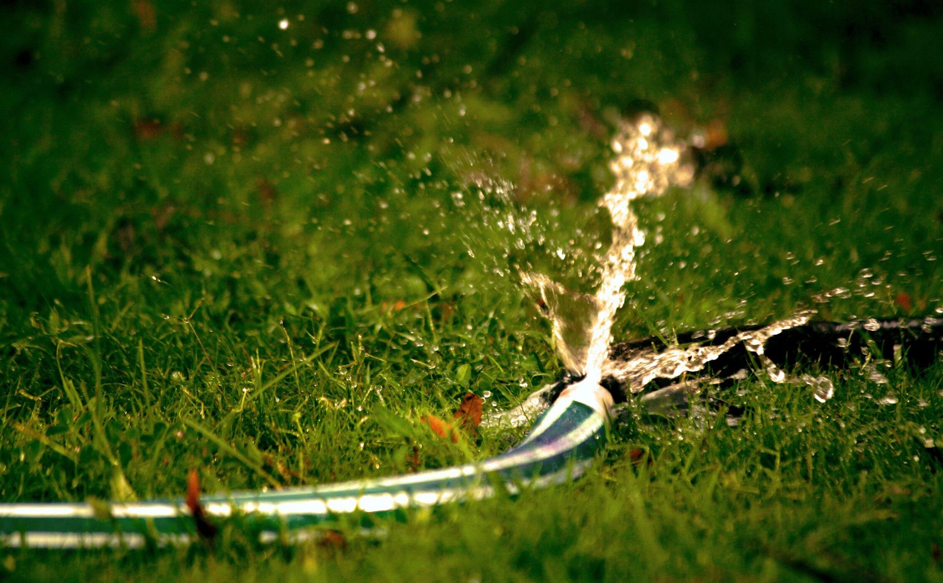 Close-up of garden hose spraying water on lush green grass with vivid splash effect.